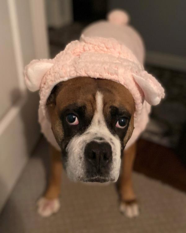 /Images/uploads/New Jersey Boxer Rescue/NJBoxerRescue/entries/17810.jpg